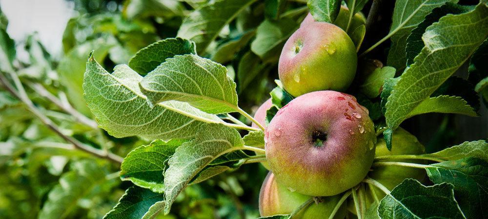 Applewood Inn Guerneville Ngoại thất bức ảnh